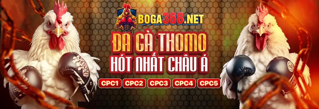 Các giống gà chọi phổ biến cho đá gà trực tiếp